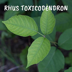 Rhus Toxicodendron 15Ch, Boiron Homeopathic Medicine