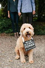 Pearhead Pet's Baby Announcement Chalkboard Photo Prop Sign, Mom & Dad are Getting Me A Human, Chalkboard Pregnancy Announcement Sign, Dog Or Cat Announcement Board