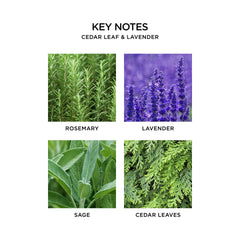 NEST Fragrances Reed Diffuser Cedar Leaf & Lavender, 5.9 Fl Oz